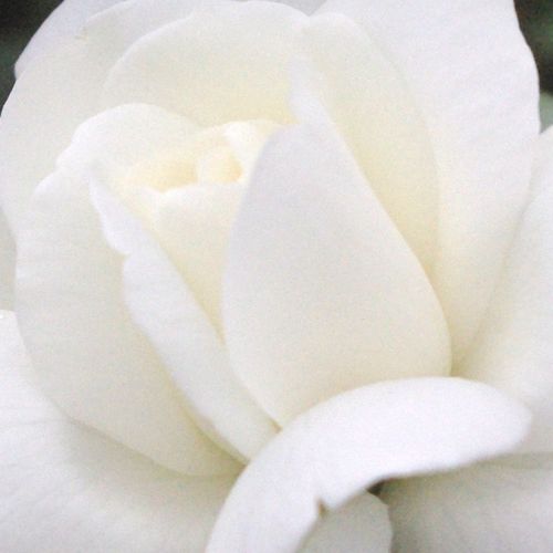 Rosa  Ida Klemm - róża z dyskretnym zapachem - Róże pienne - z kwiatami bukietowymi - biały  - Louis (Ludwig) Walter - korona zwisająca - -